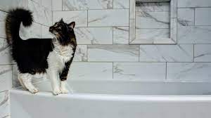 How Often Should I Bathe My Cat Firstvet