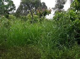 Image result for Rottboellia