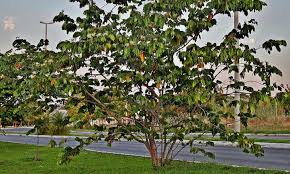 They grow to about 3 feet tall and can grow with or without support. Ice Cream Bean Trees Nature S Cotton Candy Epic Gardening