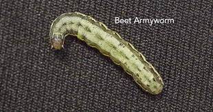 A substance is called translucent if it allows partial transmission. Bad Garden Bugs Identify Control Harmful Plant Insects Pictures
