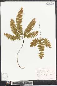 Image result for Adiantum patens