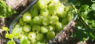 When you are considering planting gooseberry plants, you need to prepare the soil well before putting the plants in. Gooseberry Grow Guide