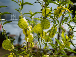 Image result for Gomphocarpus physocarpus