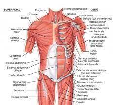 Take a look at the leg muscles diagram below, where you see each muscle clearly labeled. Image Result For Muscles To Label Muscle Diagram Muscle Anatomy Shoulder Muscle Anatomy