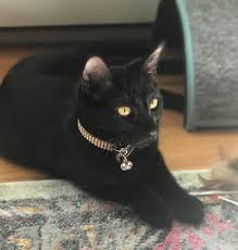 We did not find results for: 24 Best Gifts For Cats On Amazon