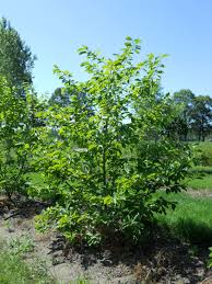 We did not find results for: Magnolia Butterflies Magnolia Butterflies Van Den Berk Nurseries