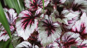 Rex begonia can be difficult to grow because of its need for high humidity. Characteristics And Care Of The Begonia Rex Decorate Your Garden With It Gardening On