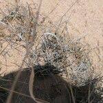 Image result for Eragrostis cylindriflora