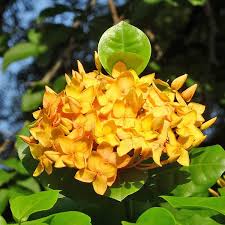 Image result for Ixora sp. A