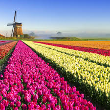 Astra fund holland bv is a wholesale supplier of cut and pot plants from holland (netherlands), italy, spain, europe and south america. The Real Story Behind The 17th Century Tulip Mania Financial Crash History