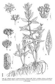 Image result for Bergia capensis