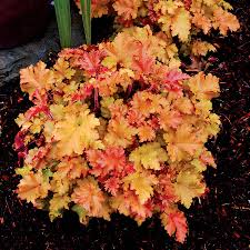 Heuchera Marmalade Terra Nova Nurseries Inc Find help & information on heuchera 'marmalade' (pbr) alum root 'marmalade' from the rhs. heuchera marmalade terra nova