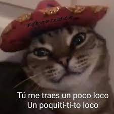 We did not find results for: 14 Ideas De Memes De Gato Meme Gato Memes Mascotas Memes
