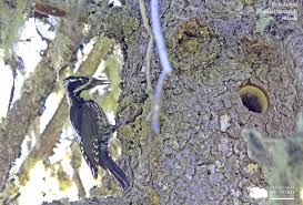 Image result for Tridactyle