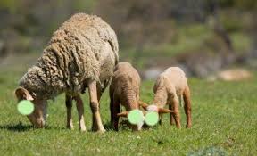 Sebagai ungkapan syukur kepada allah swt. Kriteria Hewan Kurban Konsultasi Agama Dan Tanya Jawab Pendidikan Islam