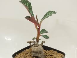 Image result for Monadenium pseudoracemosum