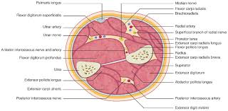 Chapter 15 • neuro anatomy chapter 16 • thoracic anatomy chapter 17 • abdominopelvic anatomy chapter 18 • musculoskeletal anatomy. Anatomy For The Frcs Tr Orth Chapter 33 Postgraduate Orthopaedics