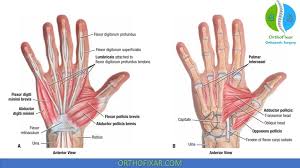 Image result for Hand Anatomy