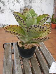 Kalanchoe Marmorata La Tuteka Succulents Succulents Garden Cactus Plants