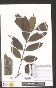 Image result for Trichoscypha lucens