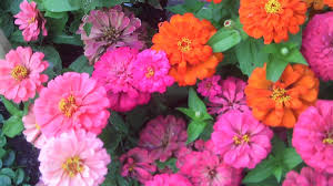 We did not find results for: Interesting Facts About Birth Flowers And Their Meaning Feltmagnet