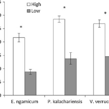 Image result for Erianthemum ngamicum