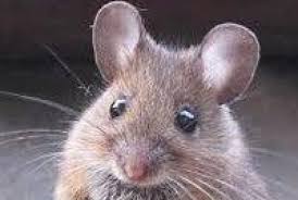 Leptospirosis adalah penyakit yang jarang berlaku. 5 Warga Karanganyar Meninggal Karena Kencing Tikus Republika Online