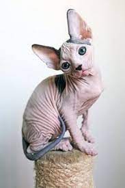 Most Famous Cat Breeds Click The Picture To Read Hairless Cat Feral Cats Sphynx Cat