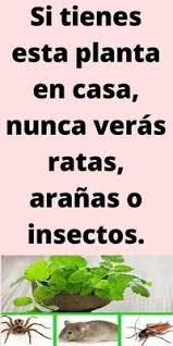 Alida Abreu (aleidaabreu54)