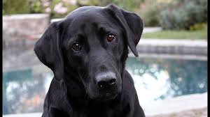 Looking for a puppy or dog in cincinnati, ohio? Ohio Lawmaker Proposes Labrador Retriever As State Dog 10tv Com