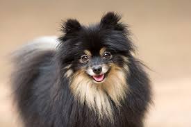 Use the power of multiple search engines to find the top results for you. Pomeranian Dog Breed Information Characteristics Daily Paws