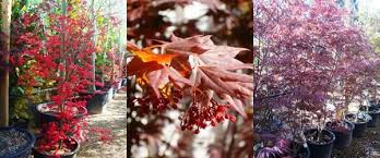 Here you will find our range of maple trees (acer), renowned for their highly attractive foliage and bark. Japanese Maple Trees A Very Special Tree Acer Nursery London Uk