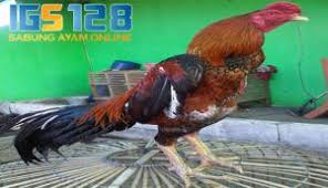 Berbagai Ciri Ayam Bangkok Asli Thailand Original Asli Bangkok Thailand