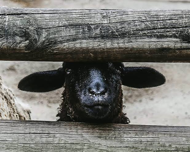 L'importanza di essere una pecora nera - Odysseo
