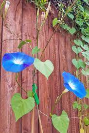 Morning glory on wooden fence. How To Plant And Grow Morning Glory Flowers Gardener S Path