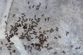 what are these little black ants