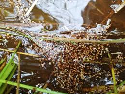 Image result for Ascolepis capensis