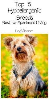 Best Hypoallergenic Dog Breeds Best For Apartments Hypoallergenic Dog Breed Cat Training Best Hypoallergenic Dogs