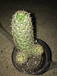 The most common spines of a cactus material is metal. I Just Took Off The Fake Flowers From This Will The Spines Grow Back Will It Be Okay I Hate Those Fake Flowers Cactus