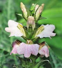 Image result for Acanthus montanus