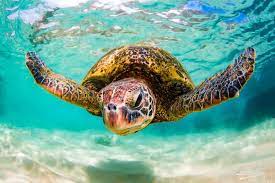 Aluminum Canvas Fine Art Print Of Hawaiian Green Sea Turtle Etsy Sea Turtles Photography Green Sea Turtle Sea Turtle Wallpaper