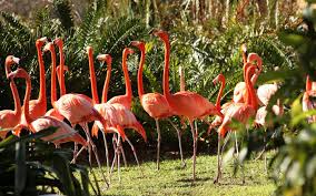 Jungle Island A Magical Land Where You Can Make New Animal Friends And Experience Super Flight On The Same Day Miamitemptat Jungle Island Miami Miami