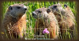 The best way to catch a groundhog is to use a live capture trap by mounting it over the groundhog's home hole or placing it near the hole, and then adding the best way to catch a groundhog is to use a live capture trap by mounting it over t. Groundhog Symbolism Meaning Spirit Totem Power Animal