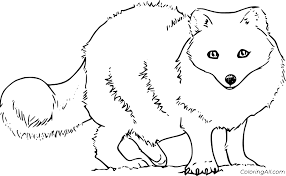 Fennec fox, arctic fox, red fox and more coloring pages, fun facts, puzzles, mazes, word searches, and hidden pictures river breeze press on amazon.com. Little Arctic Fox Coloring Page Coloringall