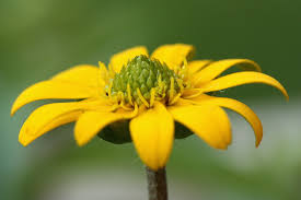 Image result for foto Vitálka