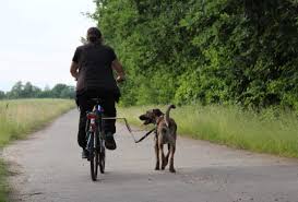 Pin Auf Hund
