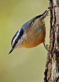 Ontario Bird Red Head Brown Body Birding Resources Backyard Birds Pet Birds Pretty Birds