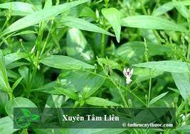 We did not find results for: Xuyen Tam Lien Thanh Pháº§n Cong Dá»¥ng Va LÆ°u Y Khi Dung