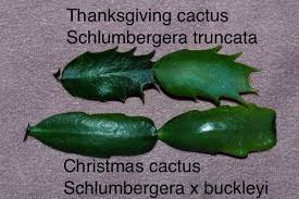 The christmas cactus is a colorful alternative to traditional holiday plants like poinsettias, and makes a beautiful addition to your holiday decor scheme. When Your Christmas Cactus Blooms Too Early Laidback Gardener