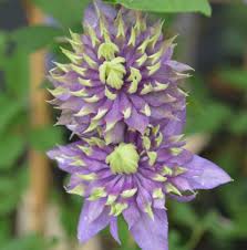 Сорта клематисов цветущие всё лето! Waldrebe Taiga 60 80cm Clematis Kaufland De